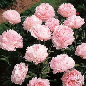 Meet your Posher, Miranda